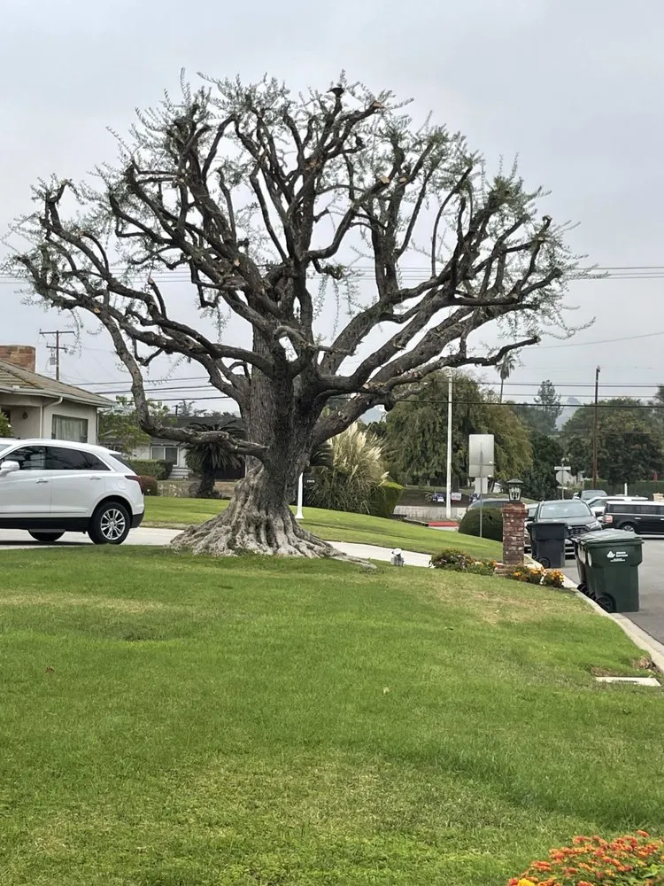 Affordable residential landscaping for year-round maintenance across Azusa, CA - Elacio’s Landscape