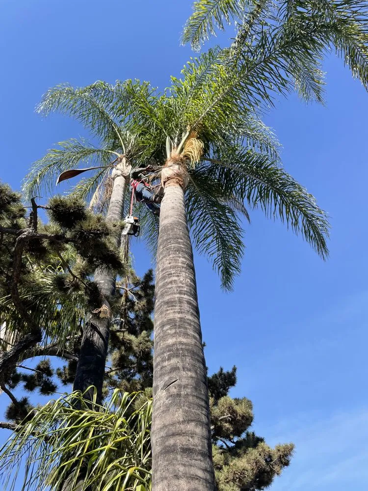 Custom yard cleanup service in Azusa, CA by Elacio’s Landscape