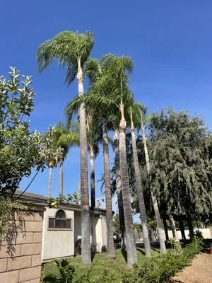 Elacio’s Landscape Logo