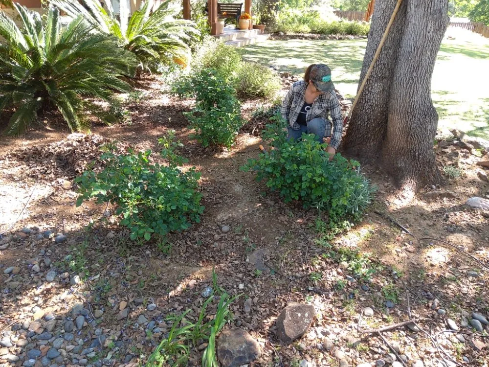 Local lawn care service in Concow, CA - Elam's Land Management
