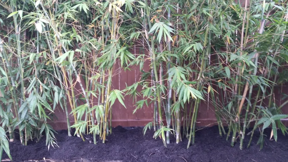 Trusted lawn mowing service in Houston, TX - Eland Property Services