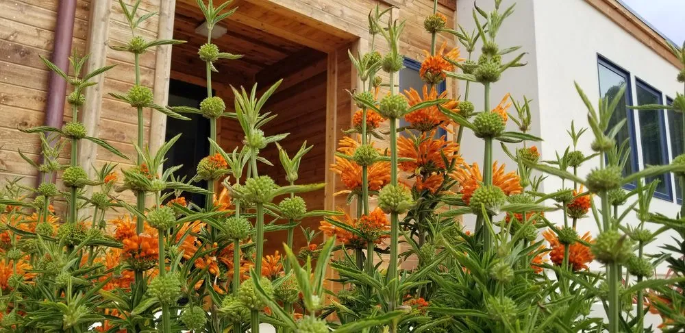 Reliable residential landscaping experts serving Creston, CA - Elationscapes