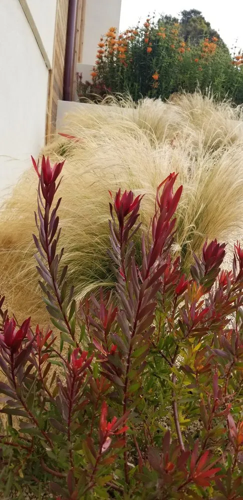 Professional landscape installation near you in Creston, CA by Elationscapes