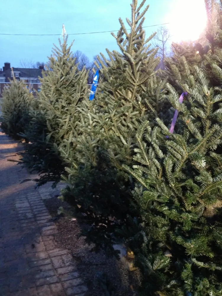 Expert landscape installation for year-round maintenance in Buffalo, NY by Elbers Landscape Service