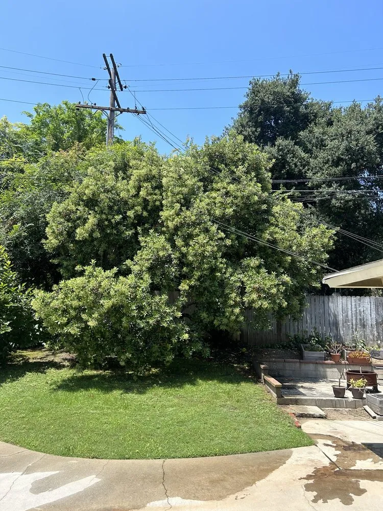 Professional residential landscaping in El Monte, CA by ELC Landscaping