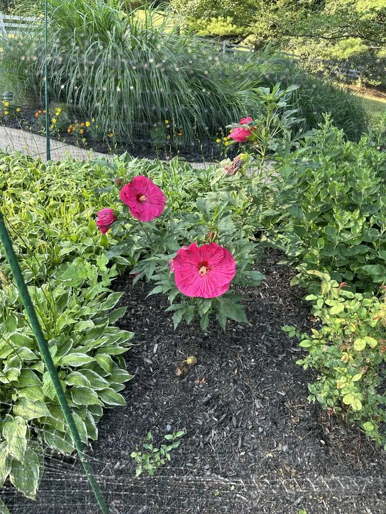 Affordable landscape installation for year-round maintenance across Dundalk, MD - Elder Cantoral