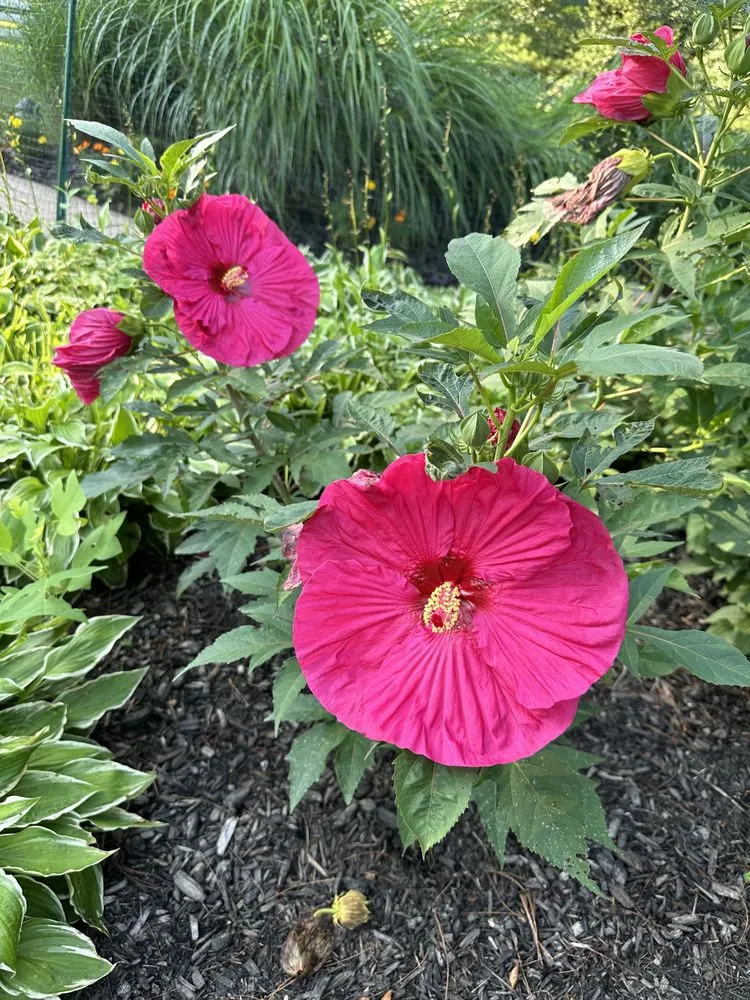 Local yard cleanup service for homes in Dundalk, MD by Elder Cantoral