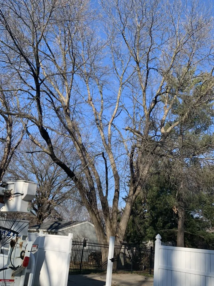 Trusted yard cleanup service in Norwalk, IA by Elder's Tree Service