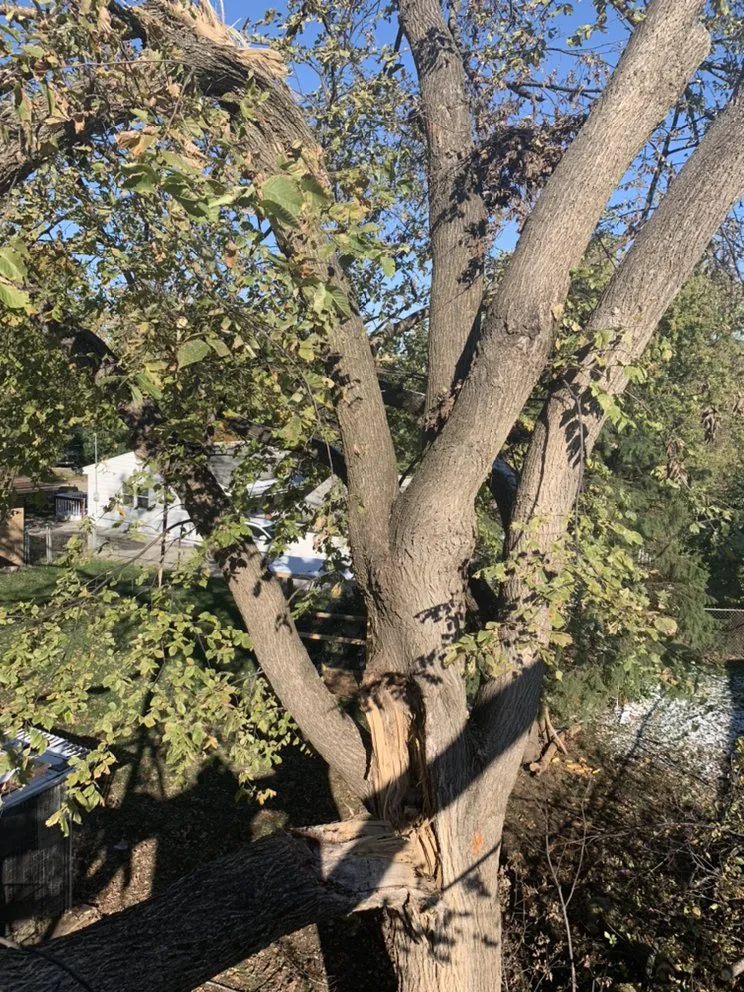 Top-rated yard cleanup service in Norwalk, IA by Elder's Tree Service