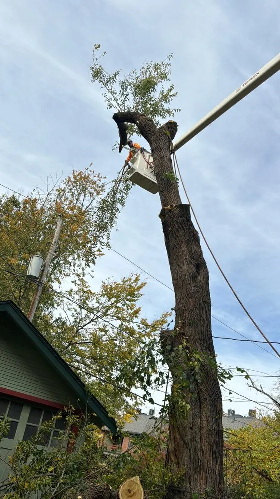 Trusted outdoor landscaping for outdoor upgrades in Norwalk, IA by Elder's Tree Service