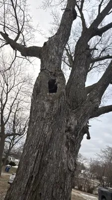 Elder's Tree Service