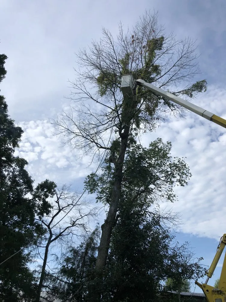 Top-rated lawn mowing service for beautiful yards in Oak Ridge, NC by Eldridge Arborist & Landscaping