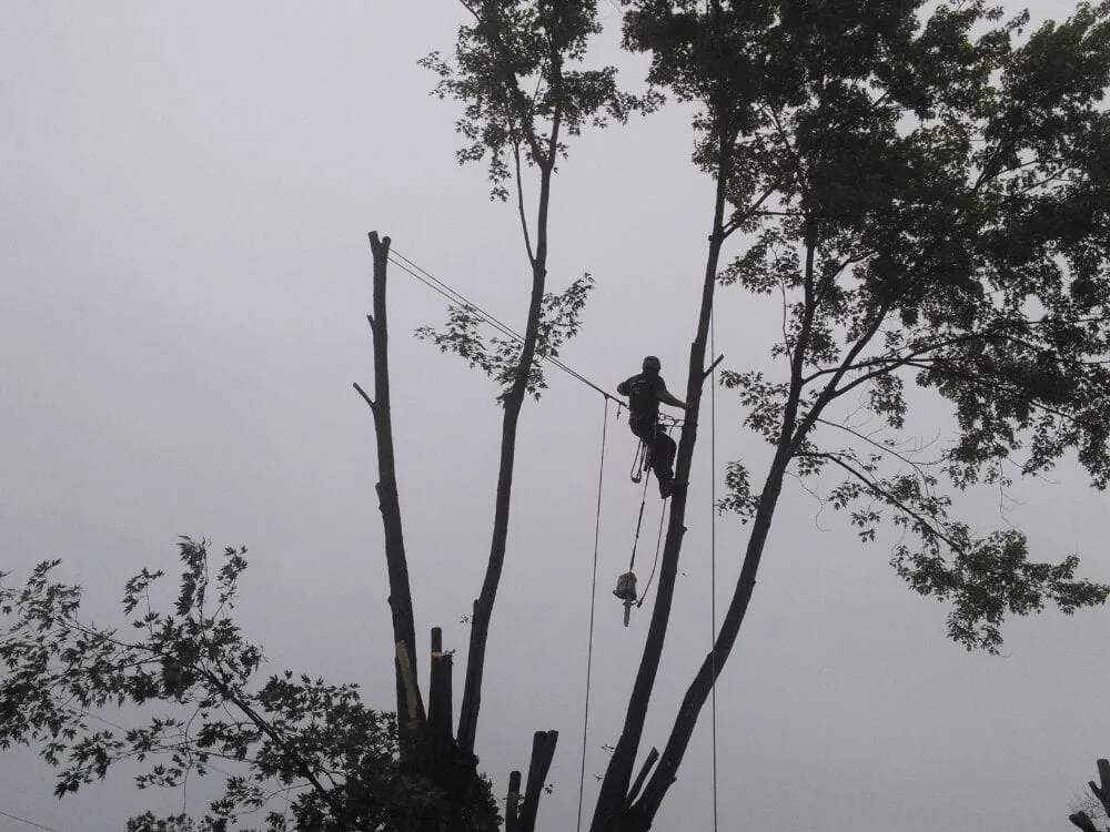 Affordable lawn care service near you in Oak Ridge, NC by Eldridge Arborist & Landscaping