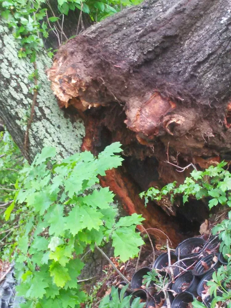 Reliable landscaping services in Oak Ridge, NC - Eldridge Arborist & Landscaping