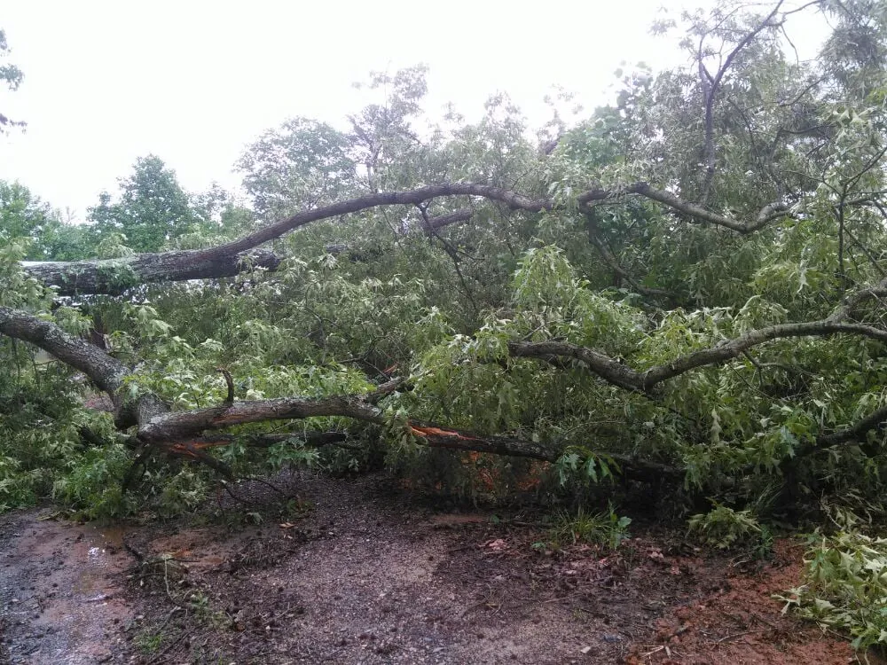 Local outdoor landscaping in Oak Ridge, NC - Eldridge Arborist & Landscaping