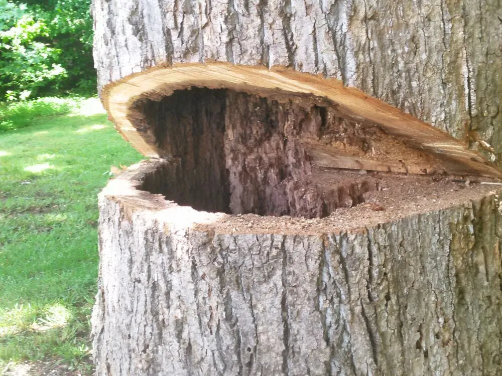 Trusted lawn care service for beautiful yards in Oak Ridge, NC by Eldridge Arborist & Landscaping