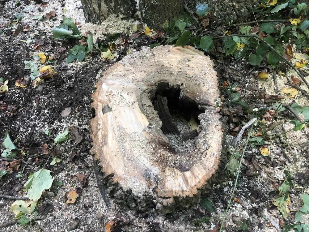 Top-rated lawn care service for year-round maintenance across Oak Ridge, NC - Eldridge Arborist & Landscaping