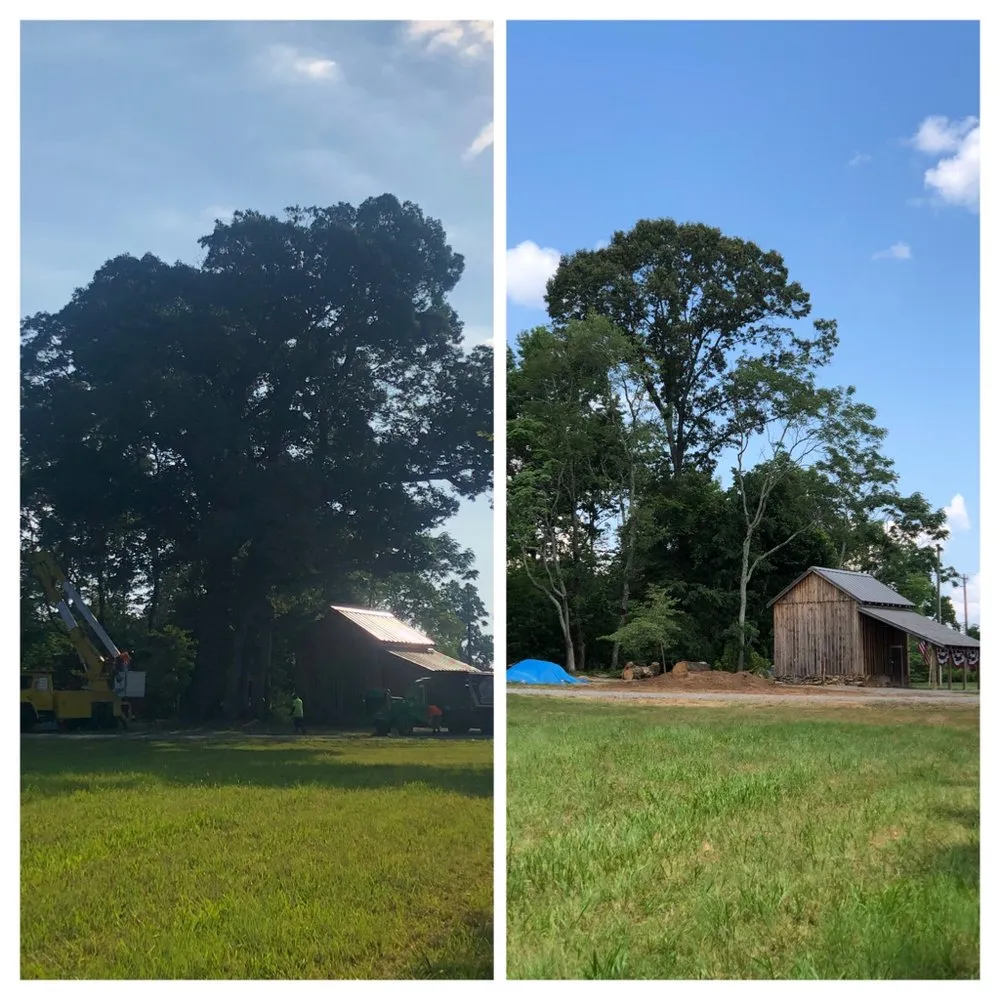Local yard cleanup service in Oak Ridge, NC by Eldridge Arborist & Landscaping