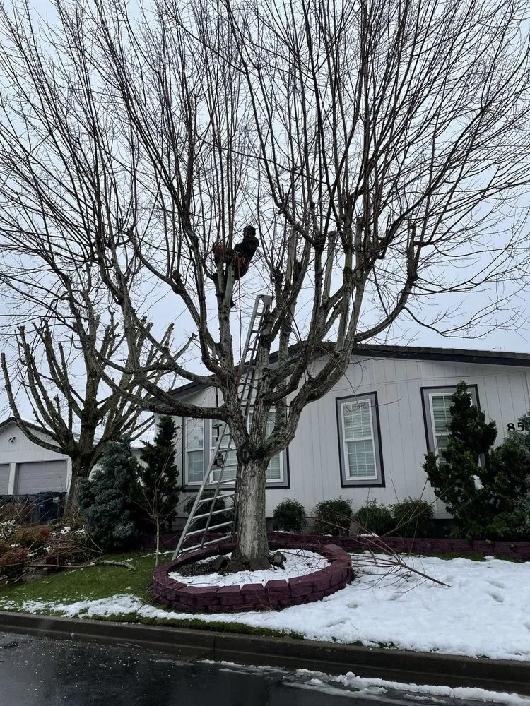 Professional landscaping services experts serving Eugene, OR - Eleazar Yard Service