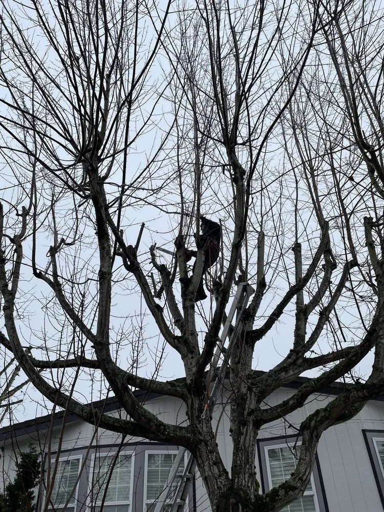 Expert landscape design in Eugene, OR - Eleazar Yard Service