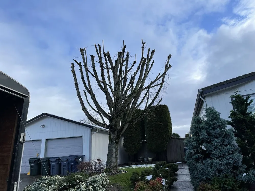 Affordable landscape installation experts serving Eugene, OR - Eleazar Yard Service