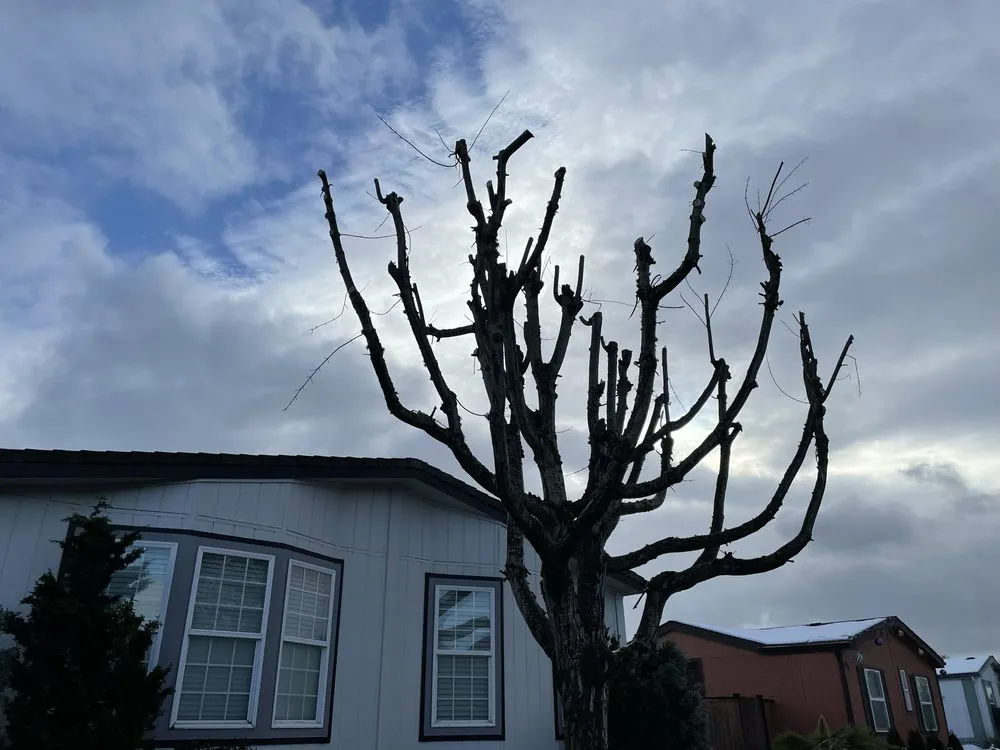 Expert lawn care service in Eugene, OR by Eleazar Yard Service