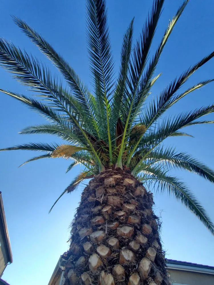 Reliable yard cleanup service in Corona, CA by Electric Cuts Lawn Service