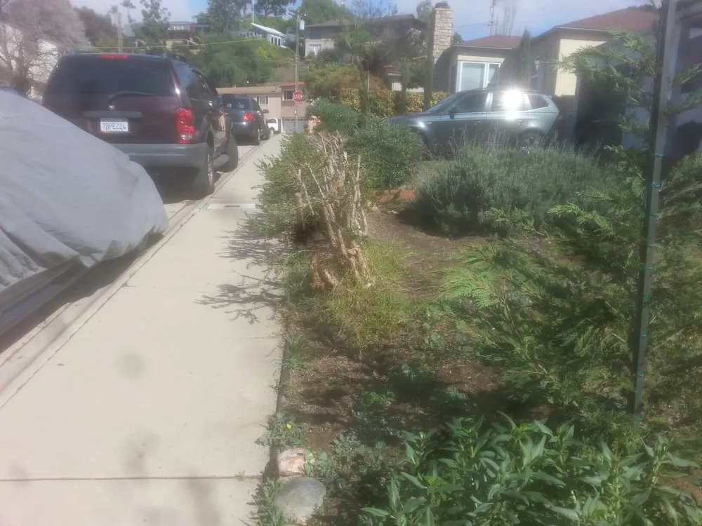Professional lawn care service in San Diego, CA - Electric Grasshopper Landscape Design