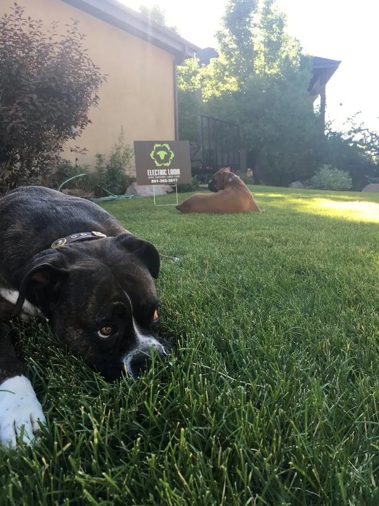 Custom landscape installation for year-round maintenance across Salt Lake City, UT - Electric Lamb Zero Emission Lawn Care
