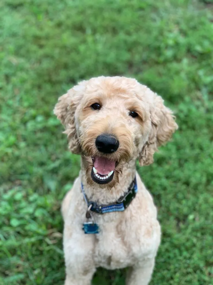 Professional lawn care service experts serving Iowa City, IA - Electric Lawn