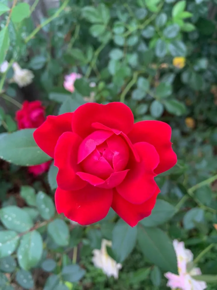 Top-rated residential landscaping in Iowa City, IA - Electric Lawn