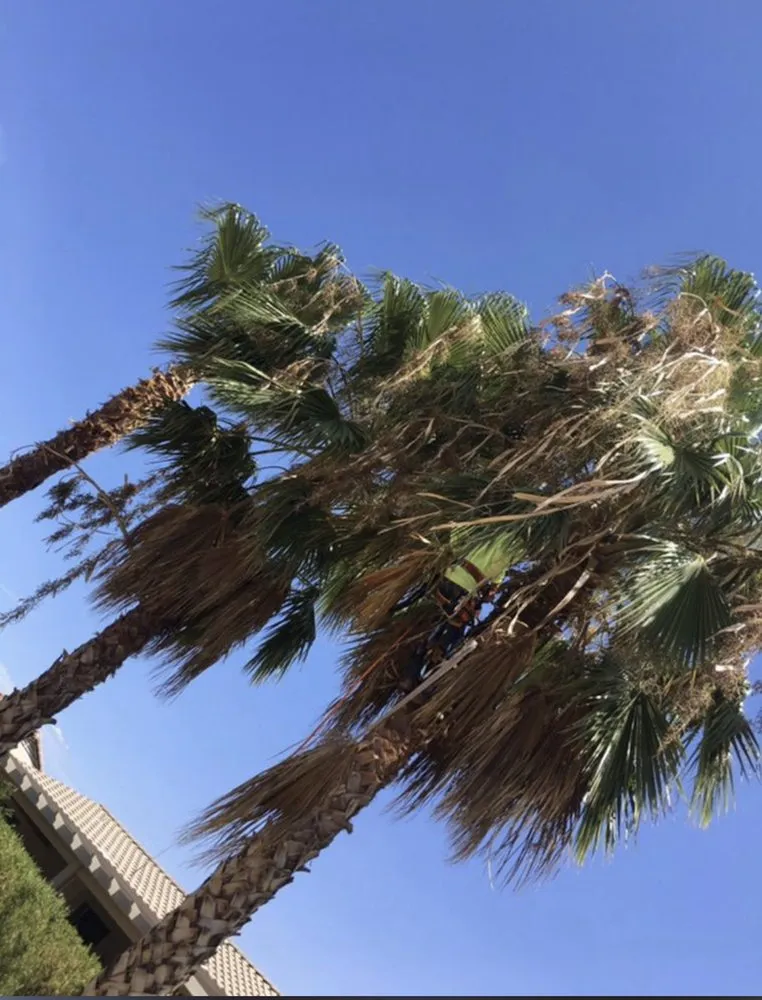 Affordable yard cleanup service in Corona, CA by Elegance Landscaping