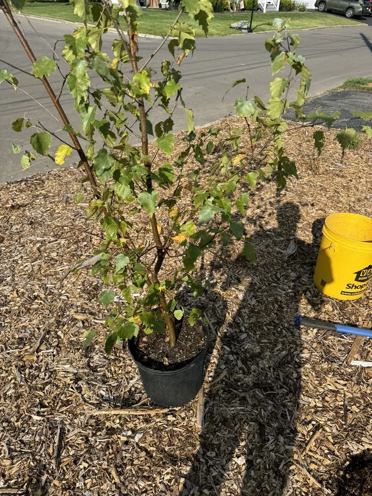 Expert outdoor landscaping in Cortland, NY by Elegant Flowers Lawn Care & Services