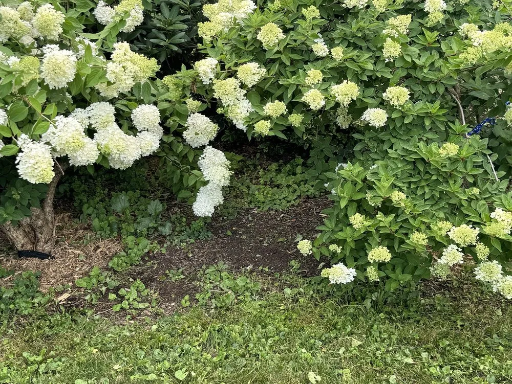 Trusted residential landscaping in Cortland, NY by Elegant Flowers Lawn Care & Services