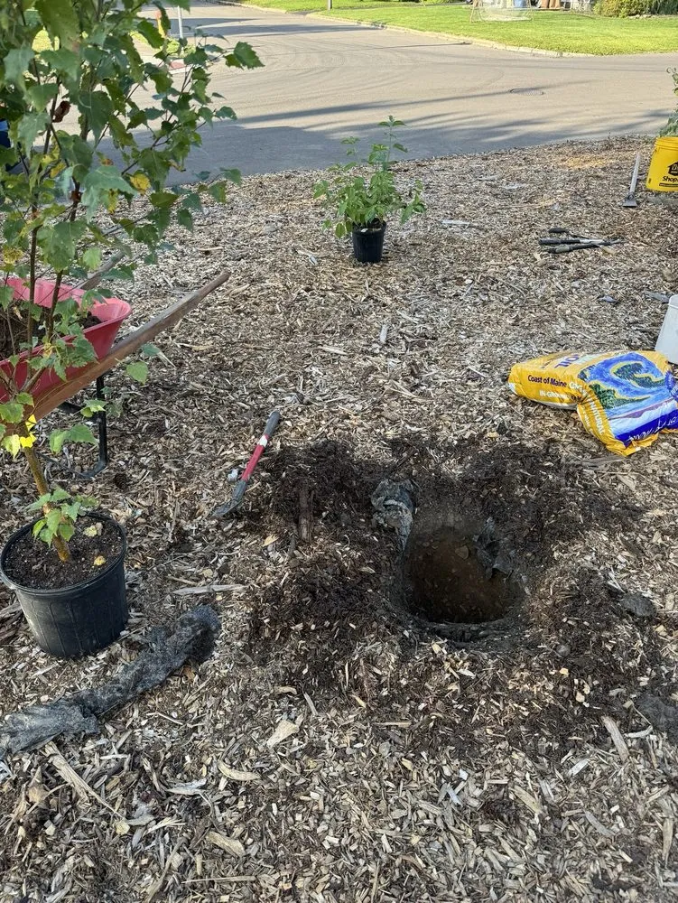 Trusted yard cleanup service in Cortland, NY by Elegant Flowers Lawn Care & Services