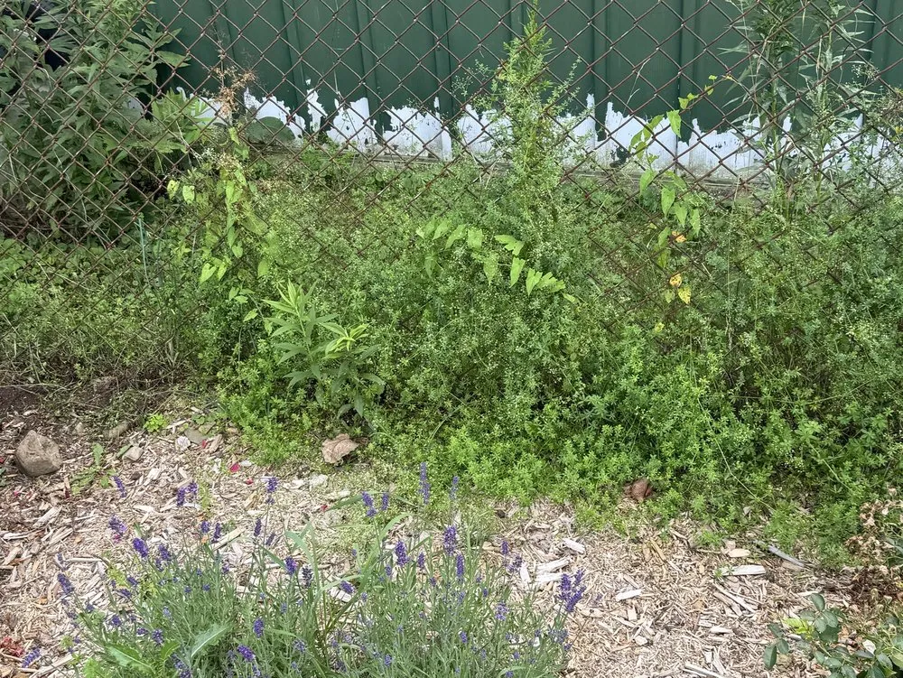 Local yard cleanup service in Cortland, NY by Elegant Flowers Lawn Care & Services