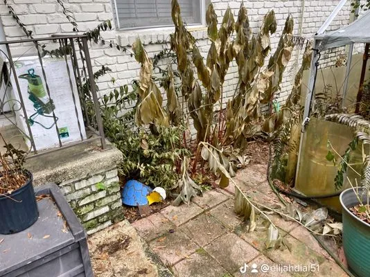 Elegant Lawncare And Maintenance Logo