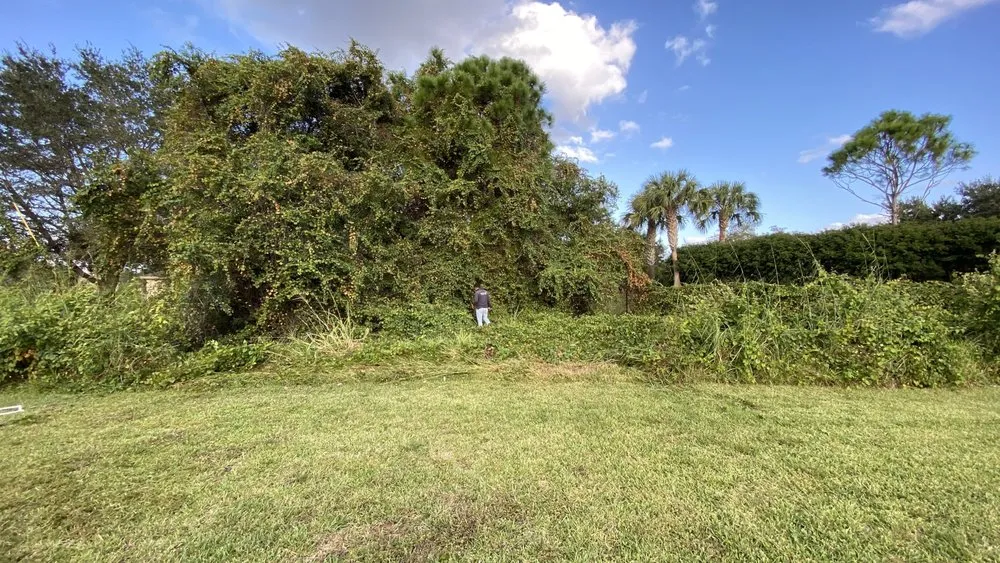 Local landscape design for beautiful yards in Hialeah, FL by Elegant View Landscaping Services