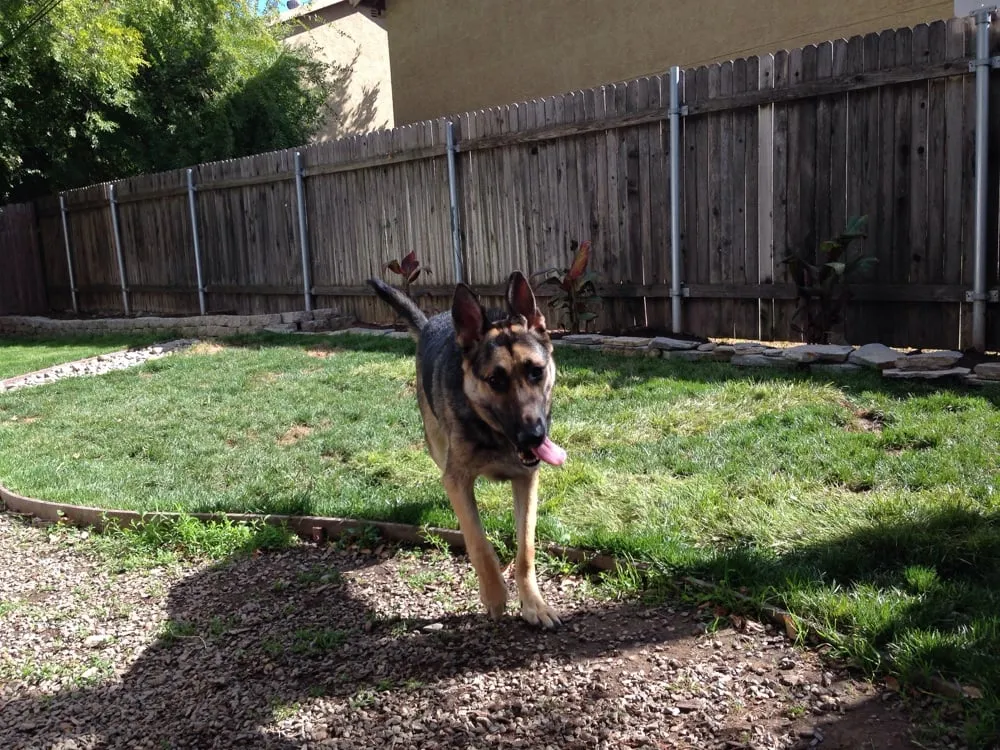 Professional outdoor landscaping experts serving North Highlands, CA - Elegante Landscapes