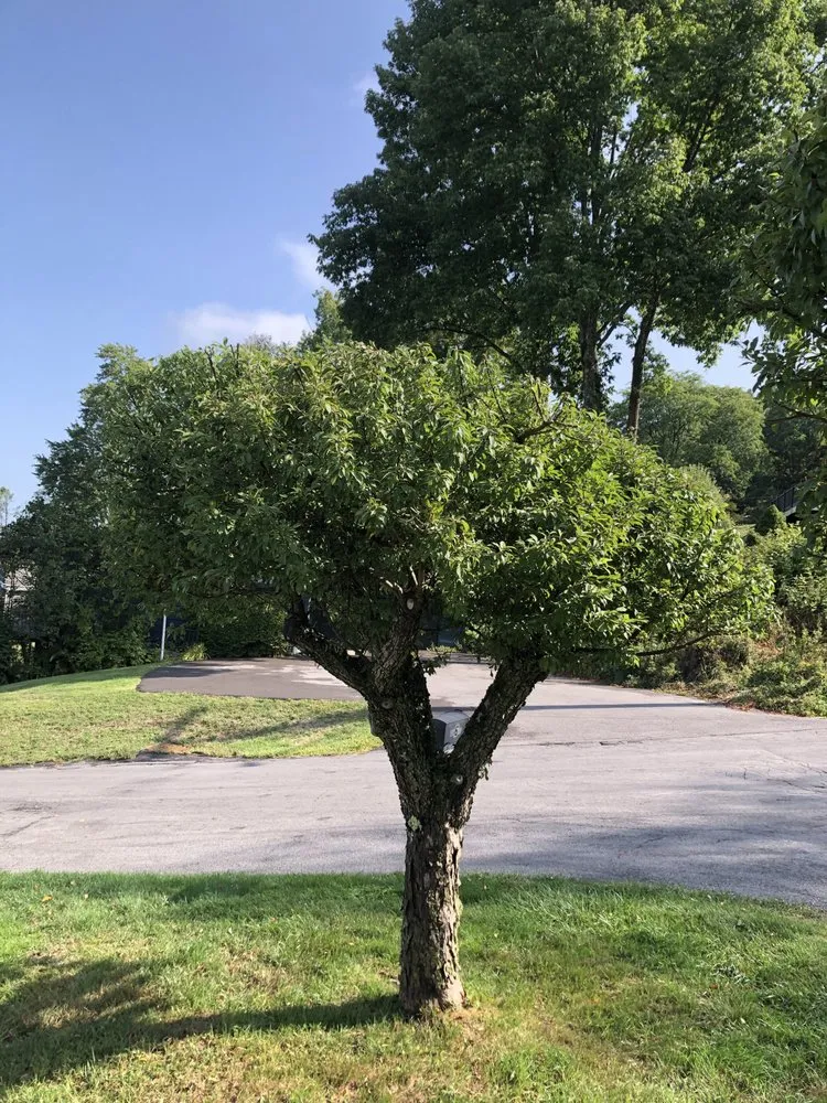 Custom outdoor landscaping in Cooperstown, NY by Element Landscaping