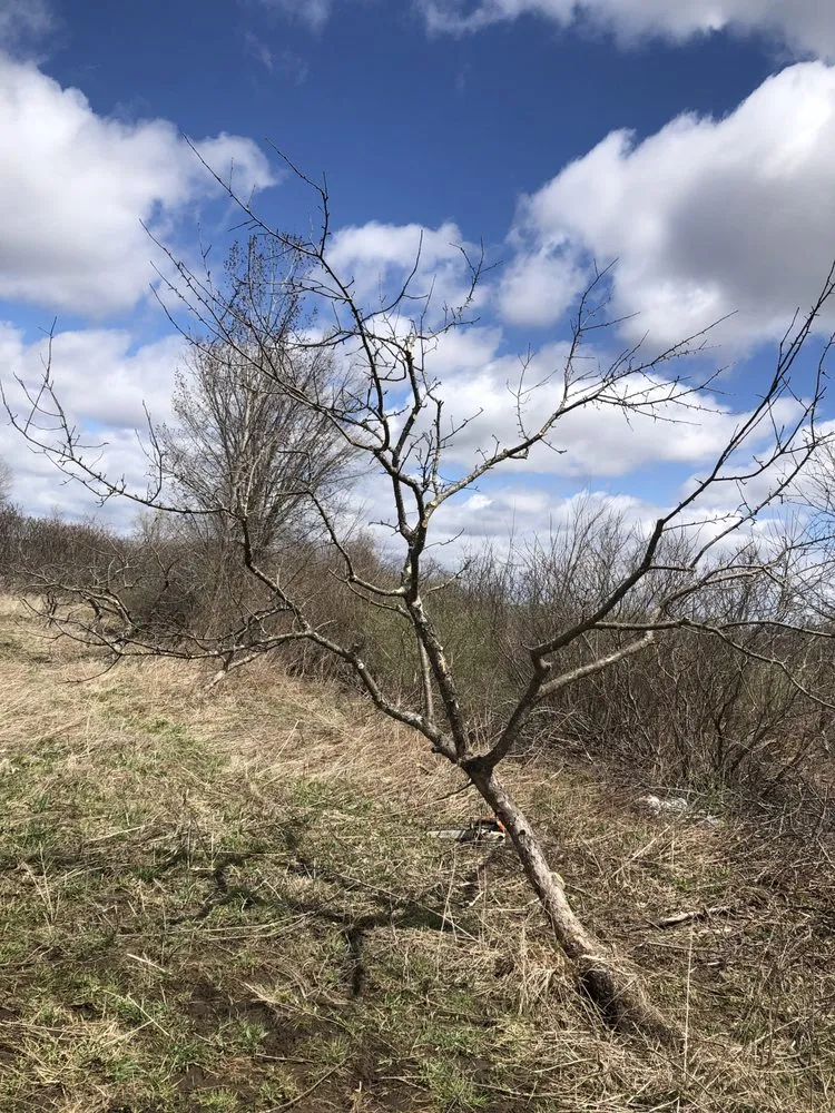 Professional yard cleanup service in Cooperstown, NY by Element Landscaping