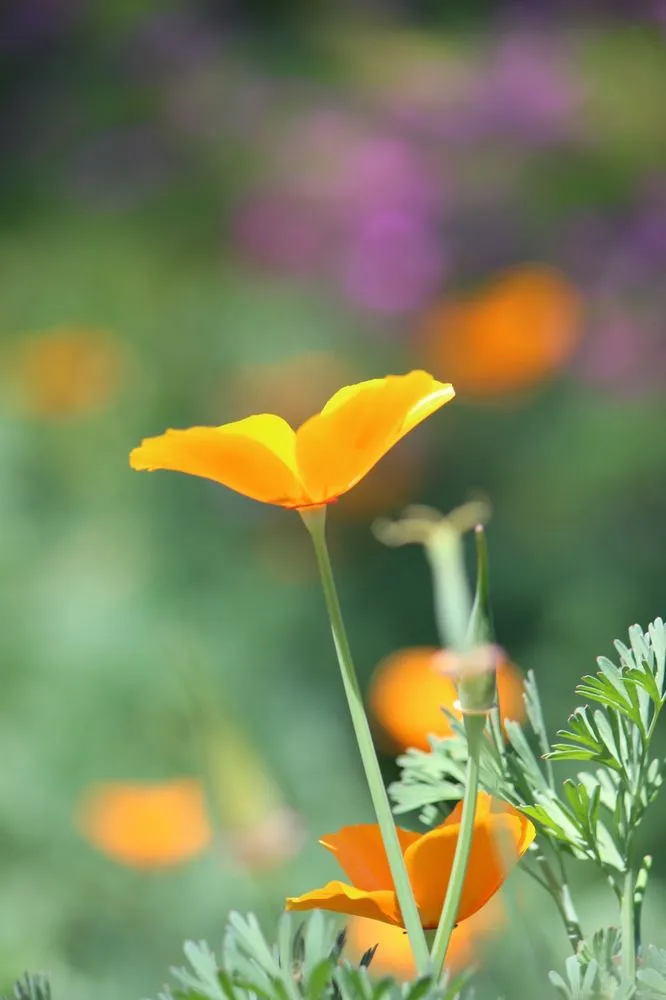 Reliable yard cleanup service near you in Alpine, CA by Elemental Landscaping