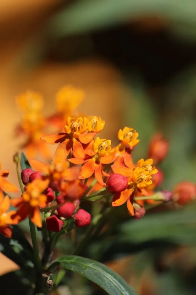 Local yard cleanup service experts serving Alpine, CA - Elemental Landscaping