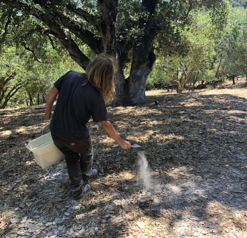 Reliable yard cleanup service in Santa Cruz, CA - Elemental Tree Network