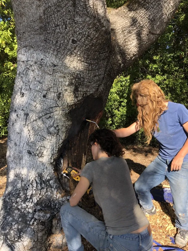Local yard maintenance experts serving Santa Cruz, CA - Elemental Tree Network