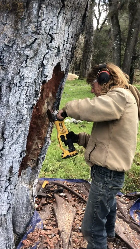 Top-rated yard cleanup service experts serving Santa Cruz, CA - Elemental Tree Network