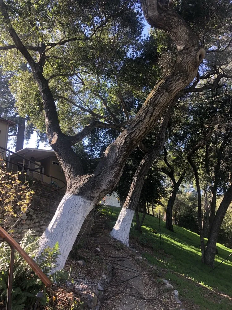 Top-rated lawn mowing service experts serving Santa Cruz, CA - Elemental Tree Network