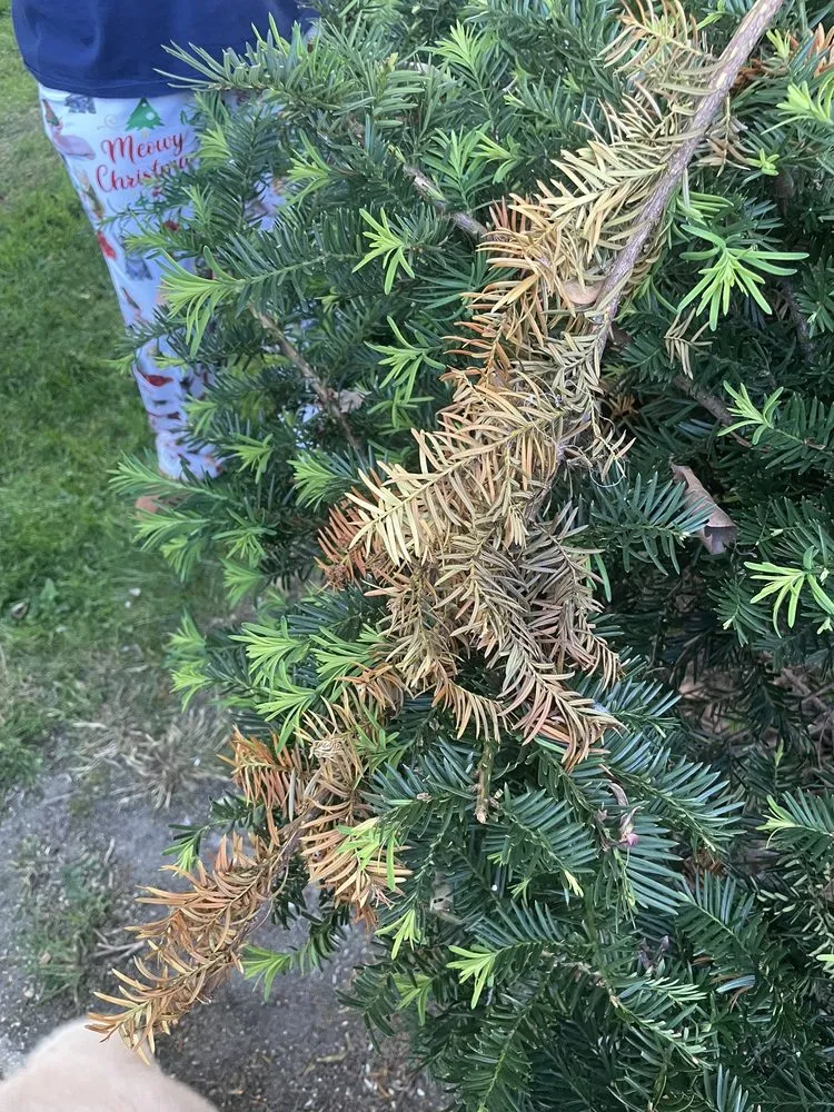 Affordable outdoor landscaping with custom design across Baden, PA - Elements Landscape Management