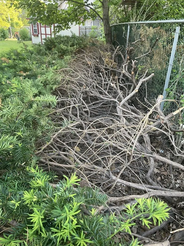 Local lawn care service experts serving Baden, PA - Elements Landscape Management