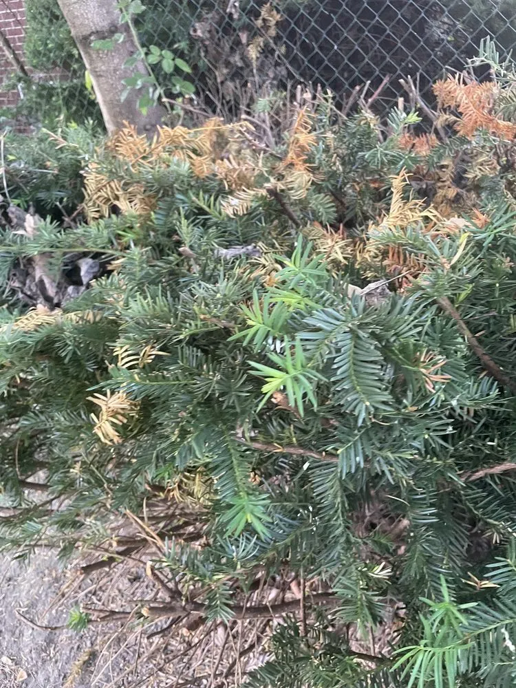 Trusted residential landscaping for year-round maintenance in Baden, PA by Elements Landscape Management